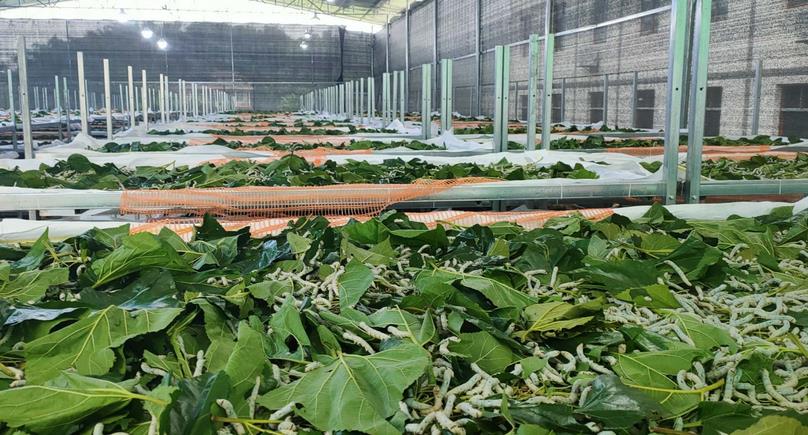 養蠶大棚為什么要覆蓋遮陽網？有什么具體要求？