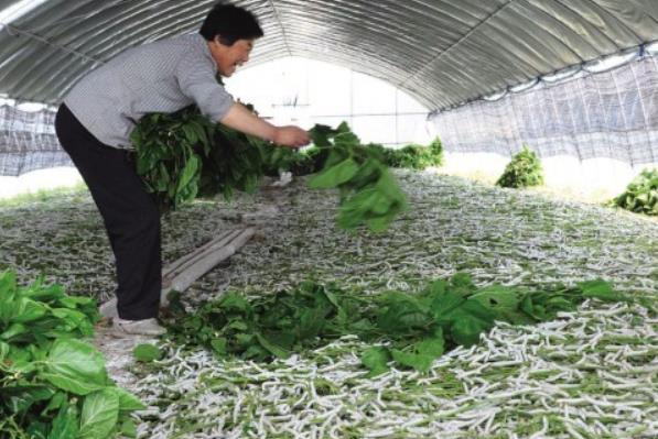 養蠶大棚為什么要覆蓋遮陽網？有什么具體要求？